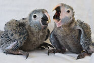 Two juvenile Spix's Macaws, aged a few days old.