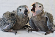 two baby spix macaw