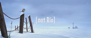 Not rio