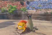 Coin toss bird infobox
