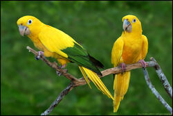 Golden conure cheap