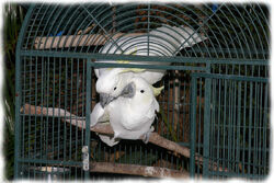 Sulphur Crested Cockatoo Rio Wiki Fandom Sulphur Crested Cockatoo Rio Wiki Fandom