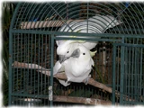 Sulphur-crested cockatoo