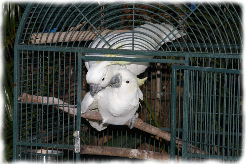 Sulphur Crested Cockatoo Rio Wiki Fandom