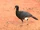 Bare-faced curassow
