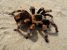 1280px-Brachypelma smithi 2009 G03