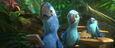 Seeking Out and Finding the Blue Macaws.