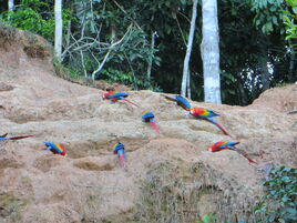 Scarlet macaw eatting clay