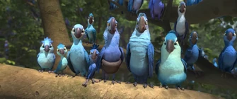 Familia de guacamayos Spix en una rama contra los leñadores