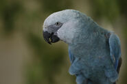 Spix macaw2