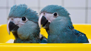 Spix's macaw juveniles