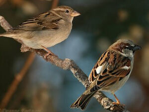 House Sparrow