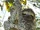 Sloth