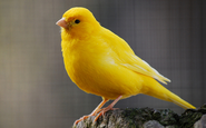 Yellow Canary