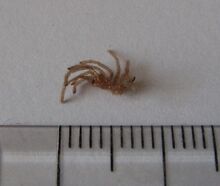 1024px-Phormictopus cancerides cancerides, baby