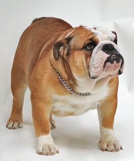 how much does a english bulldog eat per day