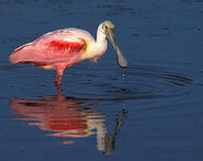 Roseate Spoonbill