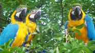 Parrots