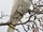 Cacatua Galerita