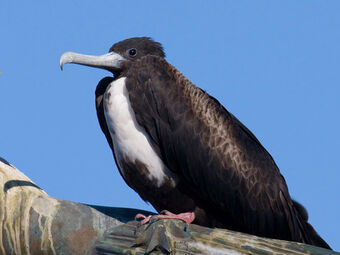 Magnificent Frigate Bird Rio Wiki Fandom