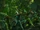Leafmen