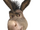 Donkey