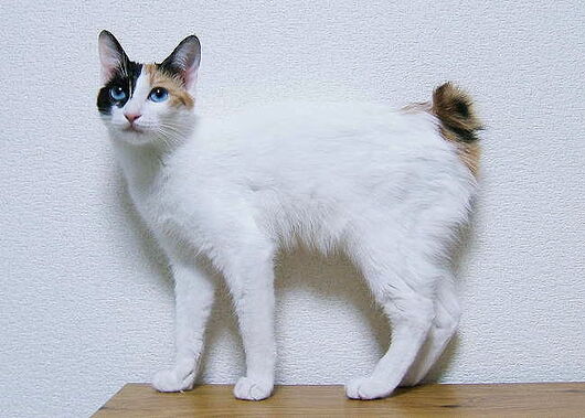 猫侍 Amazon.co.jp: 【小説】 猫侍 久太郎、江戸に帰る (AMGブックス