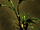 R2 Pl Black Oleander.png