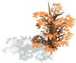 Maple The Leaf of Fire 1,000