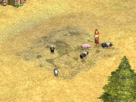 Pig