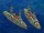 Dreadnought