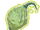 Queen's Gland
