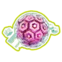 Exposed Cerebellum