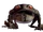 Toad