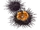 Sea Urchin