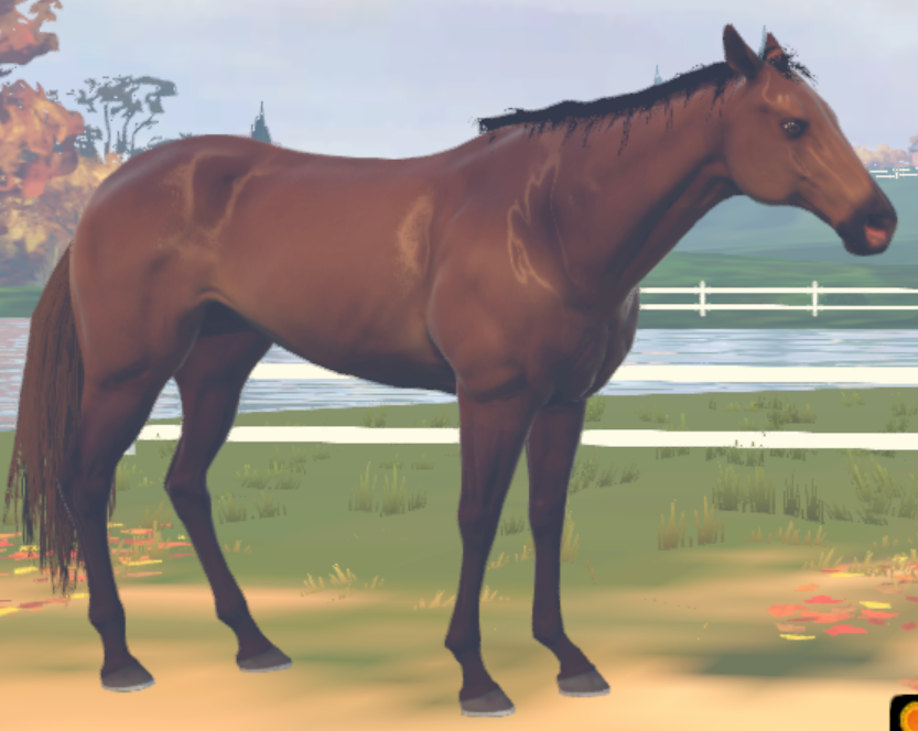 Horse racing coats cheap