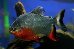 Red-Bellied Piranha | River Monsters Wiki | Fandom