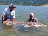 White Sturgeon