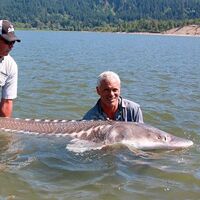 Jeremy wade white sturgeon clearance