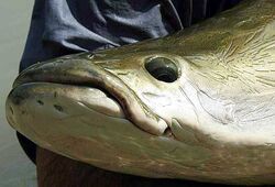 Arapaima River Monsters Wiki Fandom Arapaima River Monsters Wiki Fandom