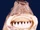 Cookiecutter Shark