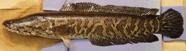 Northern snakehead