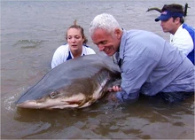 Jeremy and a team of scientists holding a large Bull Shark caught in South Africa.