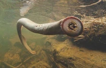 A Sea Lamprey, an invasive species that is taking over American freshwater.