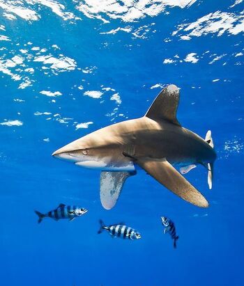Oceanic Whitetip Shark | River Monsters Wiki | Fandom