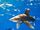 Oceanic Whitetip Shark