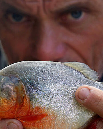 Red Bellied Piranha River Monsters Wiki Fandom