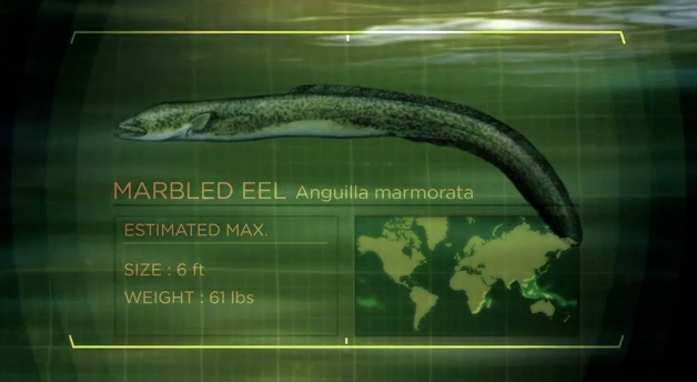 Marbled Eel River Monsters Wiki Fandom