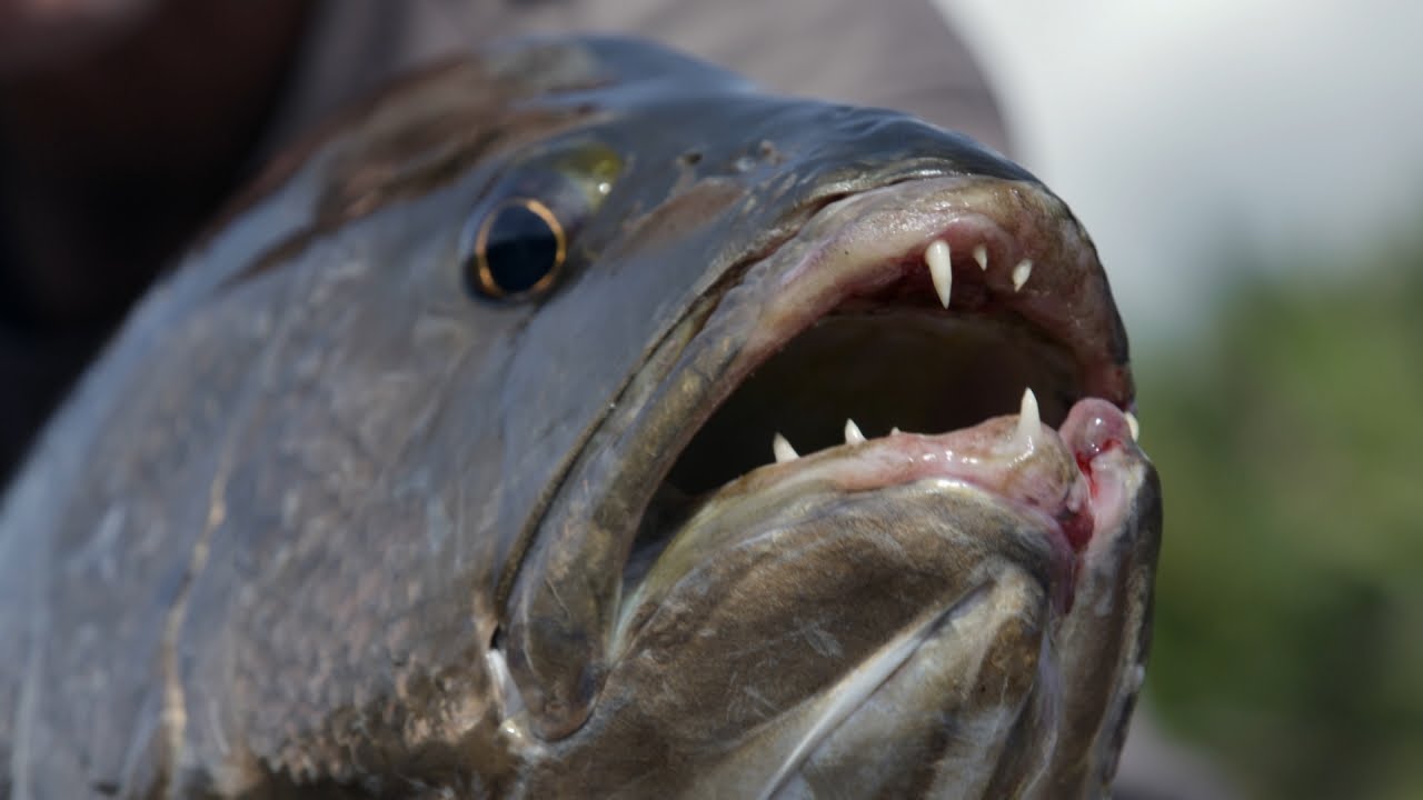 Papuan black bass discount