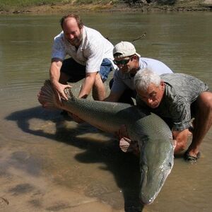 River monsters alligator gar clearance